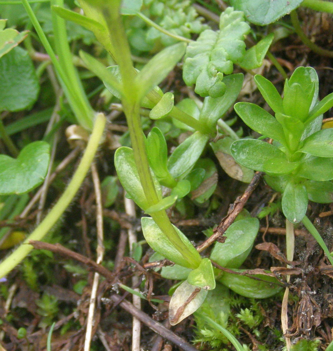 Gentiana rostanii / Genziana di Rostan